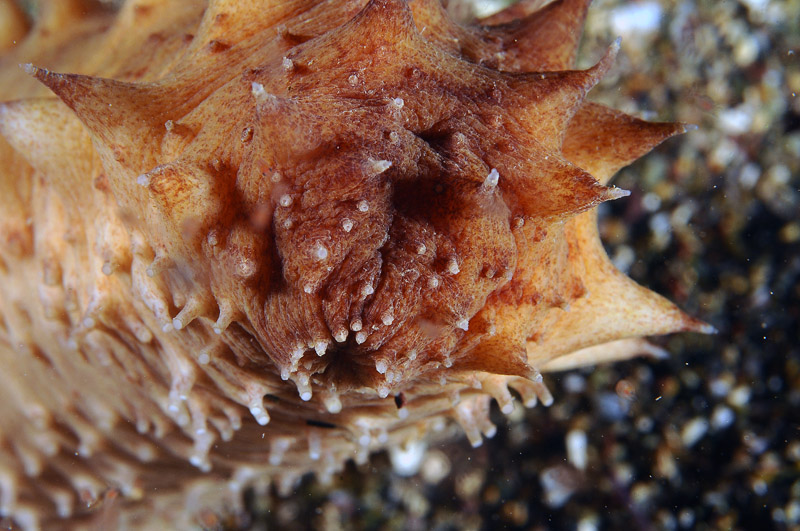 Oloturia sp